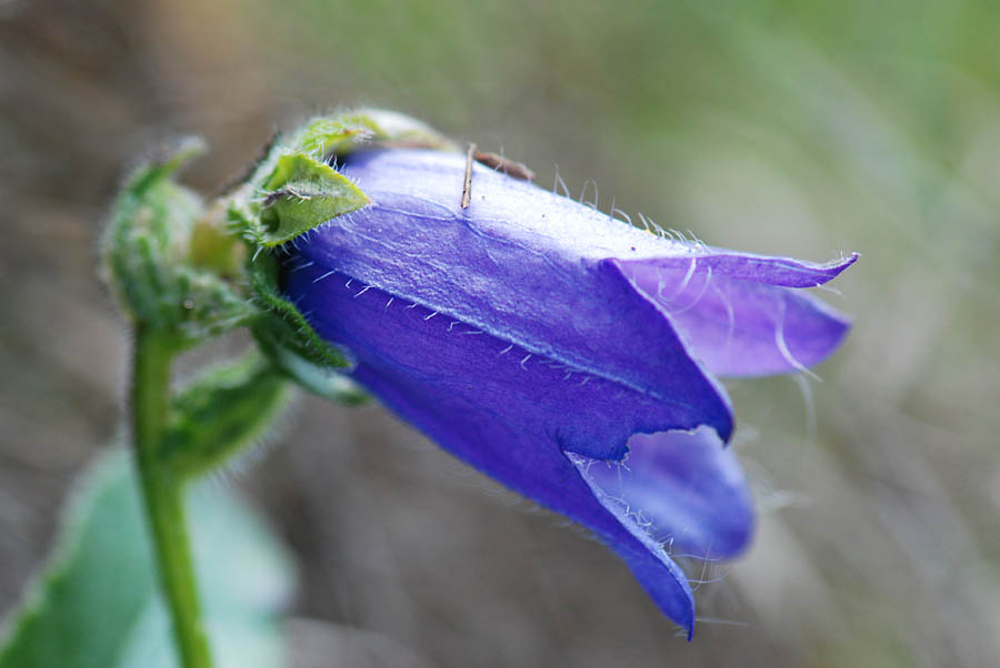 Campanula barbata